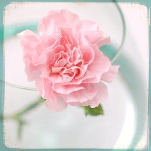 Pink Carnation 5x5 Luster Photographic Art Print, Floral Nature Flower Cottage